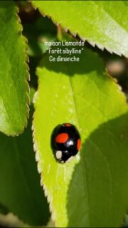 ￼

Menu

Actualités

Exposition « Forêt sibylline » à Linkebeek, maison Lismonde

Sybille M
Forêt sibylline
peinture & monotype

7 mars – 17 mai 2026

Vernissage : samedi 7 mars à partir de 17 h

L’exposition est ouverte tous les dimanches de 14 h à 17h30
L’artiste sera présente les dimanches 12 avril, le 19 avril en début d’après-midi uniquement, le 26 avril et le 17 mai

Fresque participative avec l’artiste – à visitionner :
https://youtu.be/7HzoljI1w8s?si=HQQ6woIavf1fVk1K

Lieu : Maison Lismonde – Dwersbos 1 – 1630 Linkebeek
Pour venir : parking voiture / bus 43 arrêt Linkebeek Dapperen (10 min à pied) ou R55 arrêt Linkebeek Krekelendries (2 min à pied) / train : gare de Linkebeek (11 min à pied) ou prendre le R55 de la gare

#maisonlismonde #forêt